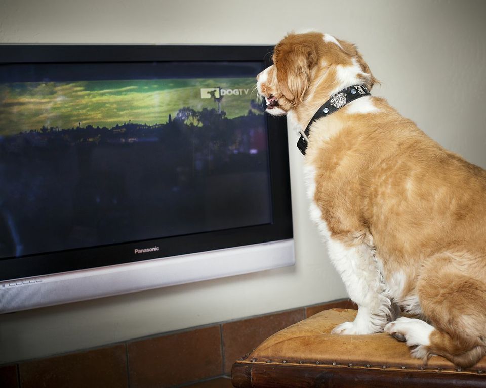 canción misil Repeler Vía Tecnológica | DOGTV, un canal de televisión con contenido exclusivo para  perros