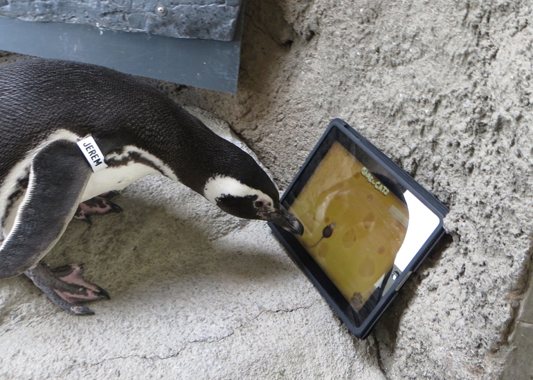Jeremy pingüino