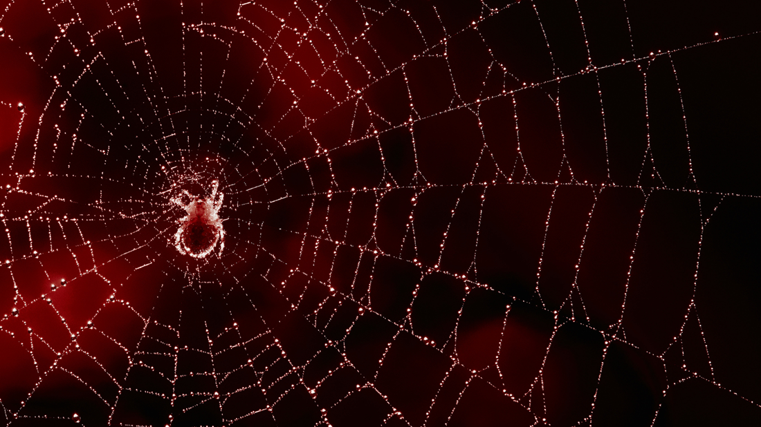 Spiderweb